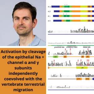 Dr. Ossama Kashlan and colleagues publish article in eLife