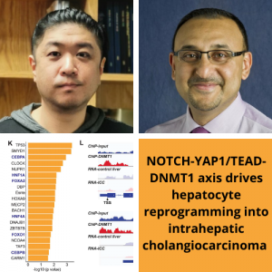 Study led by Drs. Sungjin Ko and Paul Monga published in Gastroenterology